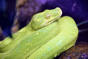 Green Tree Python Prints: Green tree python (morelia viridis)
