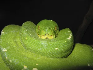 Green Tree Python Prints: Green tree python (Morelia viridis)