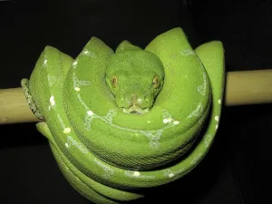 Green Tree Python Prints: Green tree python (Morelia viridis)