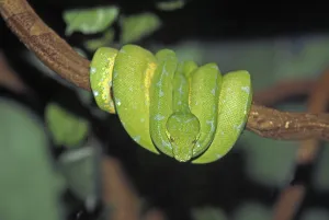 Green Tree Python Prints: Green Tree Python (morelia viridis)