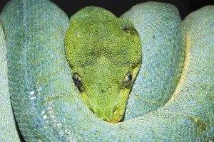 Green Tree Python Prints: Green tree python, Morelia viridis