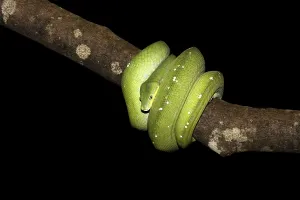 Green Tree Python Prints: Green Tree Python (Morelia viridis)