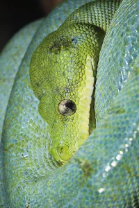 Green Tree Python Prints: Green Tree Python (Morelia viridis)