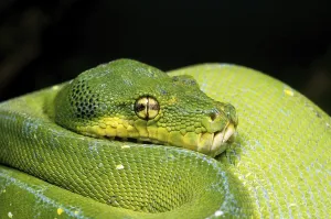 Reptile Photography Australia Prints: Green tree python (morelia viridis)