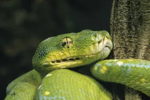 Green Tree Python Prints: Green Tree Python (morelia viridis)