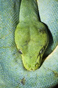 Green Tree Python Prints: Green tree python, Morelia viridis