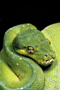 Green Tree Python Prints: Green Tree Python (morelia viridis)