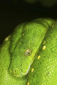 Green Tree Python Prints: Green Tree Python (morelia viridis)