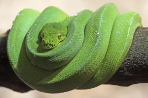 Scaled Reptile Pictures Prints: Green tree python (Morelia viridis), captive