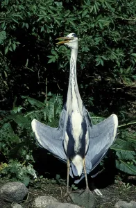 Grey Heron Images Prints: Grey Heroe