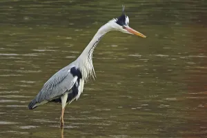 Gray Heron Habitat Prints: Grey heron (Ardea cinerea) in spring