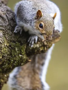 Grey Squirrel, Sciurus carolinensis in a forest Print