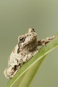 Batrachian Fauna Images Prints: Grey Tree Frog, Variable Tree Frog