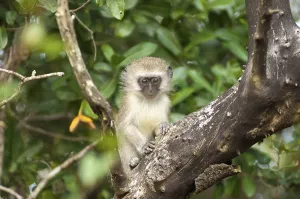 Old World Monkey Photo Prints: Guenon (Cercopithecus) on the tree