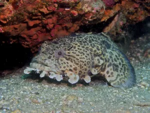 US American Sea Creatures Prints: Gulf toadfish (Opsanus beta) Toadfish