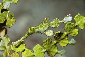 North Sulawesi Wildlife Prints: Halimeda Ghostpipefish with Halimeda algae