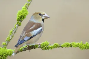 Female Hawfinch Prints: Hawfinch (Coccothraustes coccothraustes)