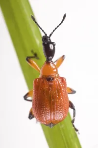 Beetle Wildlife Photography Prints: Hazel Leaf-roller (Apoderus coryli) on a blade of grass