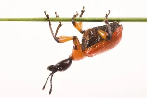 Daylight Nature Photography Prints: Hazel Leaf-roller (Apoderus coryli) up-side-down on a blade of grass