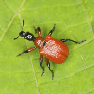 Botanical Macro Shots Prints: Hazel Leaf-roller Weevil (Apoderus coryli)