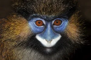 Old World Monkey Portrait Prints: HEAD CLOSE-UP OF MOUSTACHED MONKEY (cercopithecus cephus) OR MUSTACHED MONKEY