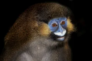 Old World Monkey Photo Prints: HEAD CLOSE-UP OF MOUSTACHED MONKEY (cercopithecus cephus) OR MUSTACHED MONKEY AGAINST BLACK BACKGROUND