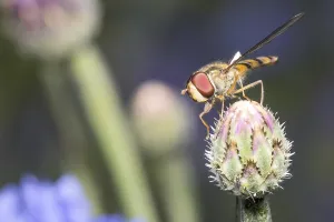 Natural Environment Flying Insects Prints: Hoverfly
