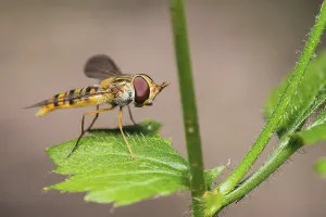 Insect Photography Tips Prints: Hoverfly