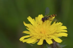 Wildlife Photography Hoverfly Prints: Hoverfly
