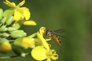 Marmalade Hoverfly Prints: Hoverfly