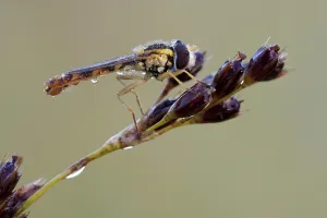 Flying Insects Photos Prints: hoverfly
