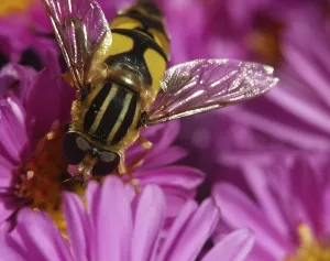 Wildlife Photography Flies Prints: Hoverfly drinking nectar