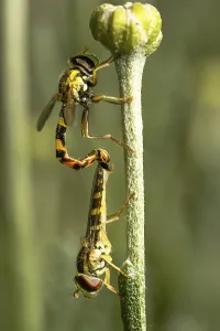 Insect Reproduction Behavior Prints: Hoverfly mating