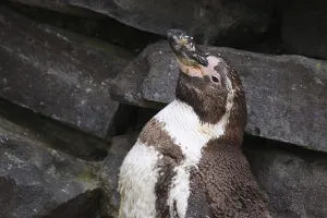 African Penguin Habitat Prints: Humboldt Penguin