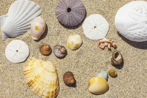 Empty Sandy Beach Scene Prints: An image of some nice shells in the sand