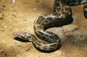 India Rock Python Print (Python molurus), India