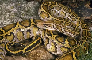 INDIAN Indian python (python molurus)