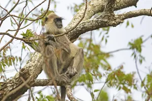 Southeast Asia Animal Images Prints: Indian langur (Semnopithecus) on a tree