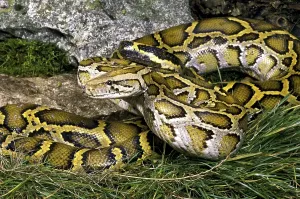 Reptiles In Natural Habitat Prints: Indian python (python molurus)