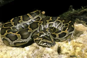 Indian Python (Python molurus) Print