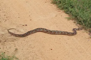Constrictor Snake Species Prints: Indian python (Python molurus)