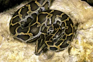 Constrictor Snakes Prints: Indian python (python molurus)