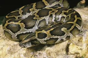 Wild Animal Photography India Prints: Indian python (python molurus), adult on rock