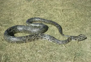 Indian Python Snake (Python molurus) on grass