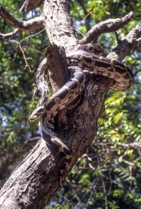 Indian Rock Python (Python molurus) captive