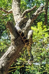 Constrictor Snake Species Prints: Indian Rock Python (Python molurus) captive