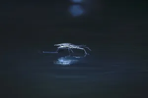 European Insect Life Prints: Insect Water strider (Gerridae) on a river