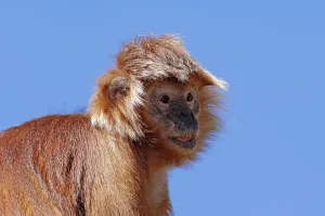Mammal Portraits Prints: Java langur (Trachypithecus auratus auratus)