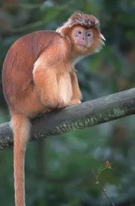 Primate Animal Prints: Java langur (Trachypithecus auratus auratus)