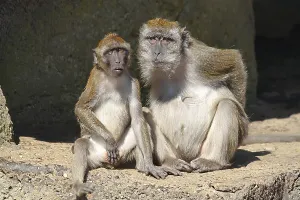 Long Tailed Macaque Prints: Java monkey with juvenile (Macaca fascicularis)